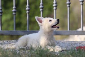 White-Swiss-Shepherd-Puppies-BTWW-GosaNostra-October-08102018-0169