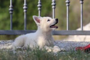 White-Swiss-Shepherd-Puppies-BTWW-GosaNostra-October-08102018-0170