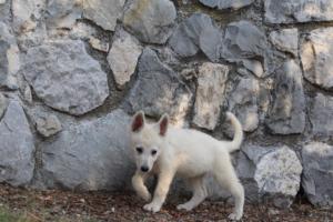 White-Swiss-Shepherd-Puppies-BTWW-GosaNostra-October-08102018-0172