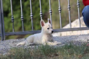 White-Swiss-Shepherd-Puppies-BTWW-GosaNostra-October-08102018-0173