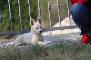 White-Swiss-Shepherd-Puppies-BTWW-GosaNostra-October-08102018-0174