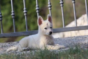 White-Swiss-Shepherd-Puppies-BTWW-GosaNostra-October-08102018-0175