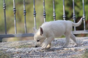 White-Swiss-Shepherd-Puppies-BTWW-GosaNostra-October-08102018-0176