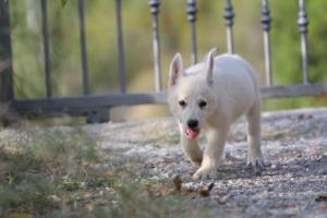White-Swiss-Shepherd-Puppies-BTWW-GosaNostra-October-08102018-0177