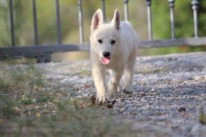 White-Swiss-Shepherd-Puppies-BTWW-GosaNostra-October-08102018-0178