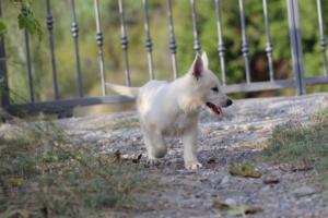 White-Swiss-Shepherd-Puppies-BTWW-GosaNostra-October-08102018-0179