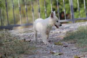 White-Swiss-Shepherd-Puppies-BTWW-GosaNostra-October-08102018-0180