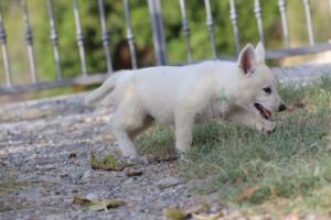 White-Swiss-Shepherd-Puppies-BTWW-GosaNostra-October-08102018-0181