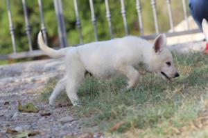 White-Swiss-Shepherd-Puppies-BTWW-GosaNostra-October-08102018-0182