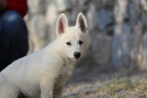 White-Swiss-Shepherd-Puppies-BTWW-GosaNostra-October-08102018-0183