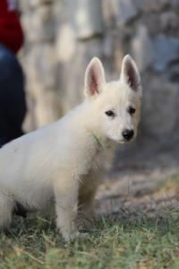 White-Swiss-Shepherd-Puppies-BTWW-GosaNostra-October-08102018-0184