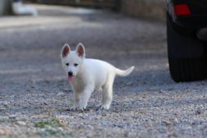 White-Swiss-Shepherd-Puppies-BTWW-GosaNostra-October-08102018-0186