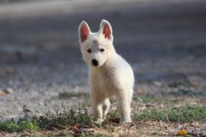 White-Swiss-Shepherd-Puppies-BTWW-GosaNostra-October-08102018-0187