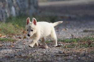 White-Swiss-Shepherd-Puppies-BTWW-GosaNostra-October-08102018-0188