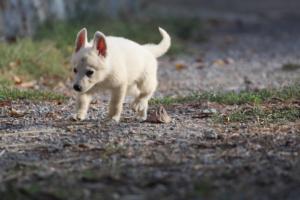 White-Swiss-Shepherd-Puppies-BTWW-GosaNostra-October-08102018-0189