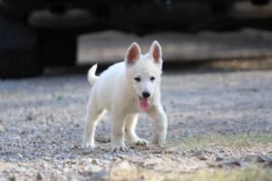 White-Swiss-Shepherd-Puppies-BTWW-GosaNostra-October-08102018-0191
