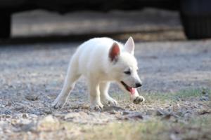 White-Swiss-Shepherd-Puppies-BTWW-GosaNostra-October-08102018-0192