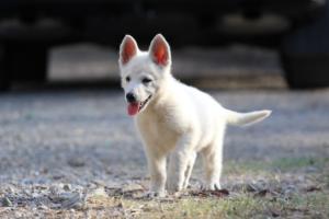 White-Swiss-Shepherd-Puppies-BTWW-GosaNostra-October-08102018-0193