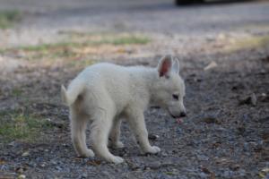 White-Swiss-Shepherd-Puppies-BTWW-GosaNostra-October-08102018-0194