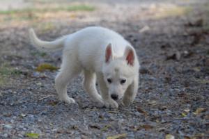 White-Swiss-Shepherd-Puppies-BTWW-GosaNostra-October-08102018-0195