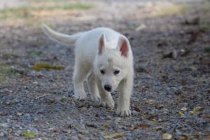 White-Swiss-Shepherd-Puppies-BTWW-GosaNostra-October-08102018-0196