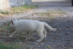 White-Swiss-Shepherd-Puppies-BTWW-GosaNostra-October-08102018-0197
