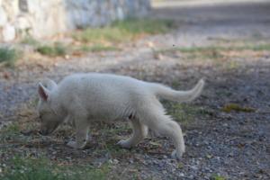 White-Swiss-Shepherd-Puppies-BTWW-GosaNostra-October-08102018-0198