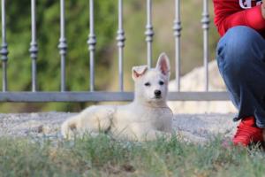 White-Swiss-Shepherd-Puppies-BTWW-GosaNostra-October-08102018-0199