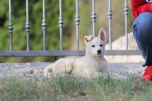 White-Swiss-Shepherd-Puppies-BTWW-GosaNostra-October-08102018-0200