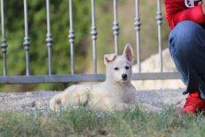 White-Swiss-Shepherd-Puppies-BTWW-GosaNostra-October-08102018-0201