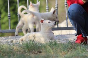 White-Swiss-Shepherd-Puppies-BTWW-GosaNostra-October-08102018-0202