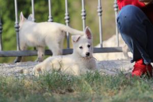 White-Swiss-Shepherd-Puppies-BTWW-GosaNostra-October-08102018-0203