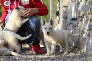 White-Swiss-Shepherd-Puppies-BTWW-GosaNostra-October-08102018-0204