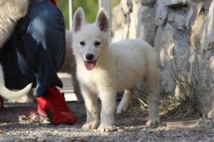 White-Swiss-Shepherd-Puppies-BTWW-GosaNostra-October-08102018-0205