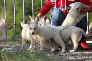 White-Swiss-Shepherd-Puppies-BTWW-GosaNostra-October-08102018-0206