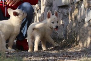 White-Swiss-Shepherd-Puppies-BTWW-GosaNostra-October-08102018-0207