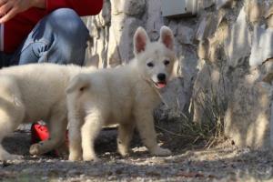 White-Swiss-Shepherd-Puppies-BTWW-GosaNostra-October-08102018-0208