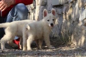 White-Swiss-Shepherd-Puppies-BTWW-GosaNostra-October-08102018-0209