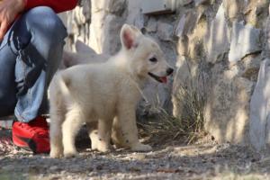 White-Swiss-Shepherd-Puppies-BTWW-GosaNostra-October-08102018-0210