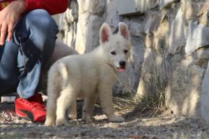 White-Swiss-Shepherd-Puppies-BTWW-GosaNostra-October-08102018-0211