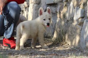 White-Swiss-Shepherd-Puppies-BTWW-GosaNostra-October-08102018-0212