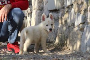 White-Swiss-Shepherd-Puppies-BTWW-GosaNostra-October-08102018-0213