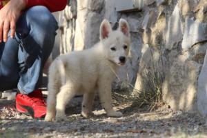 White-Swiss-Shepherd-Puppies-BTWW-GosaNostra-October-08102018-0214