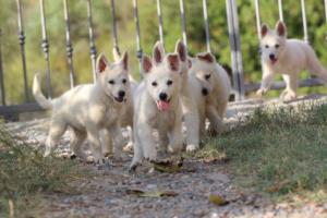 White-Swiss-Shepherd-Puppies-BTWW-GosaNostra-October-08102018-0215