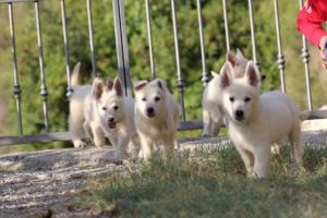 White-Swiss-Shepherd-Puppies-BTWW-GosaNostra-October-08102018-0216