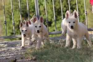 White-Swiss-Shepherd-Puppies-BTWW-GosaNostra-October-08102018-0217