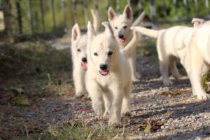 White-Swiss-Shepherd-Puppies-BTWW-GosaNostra-October-08102018-0218