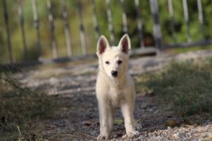 White-Swiss-Shepherd-Puppies-BTWW-GosaNostra-October-08102018-0219