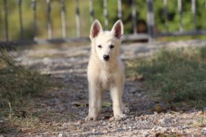 White-Swiss-Shepherd-Puppies-BTWW-GosaNostra-October-08102018-0221