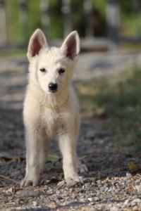 White-Swiss-Shepherd-Puppies-BTWW-GosaNostra-October-08102018-0222